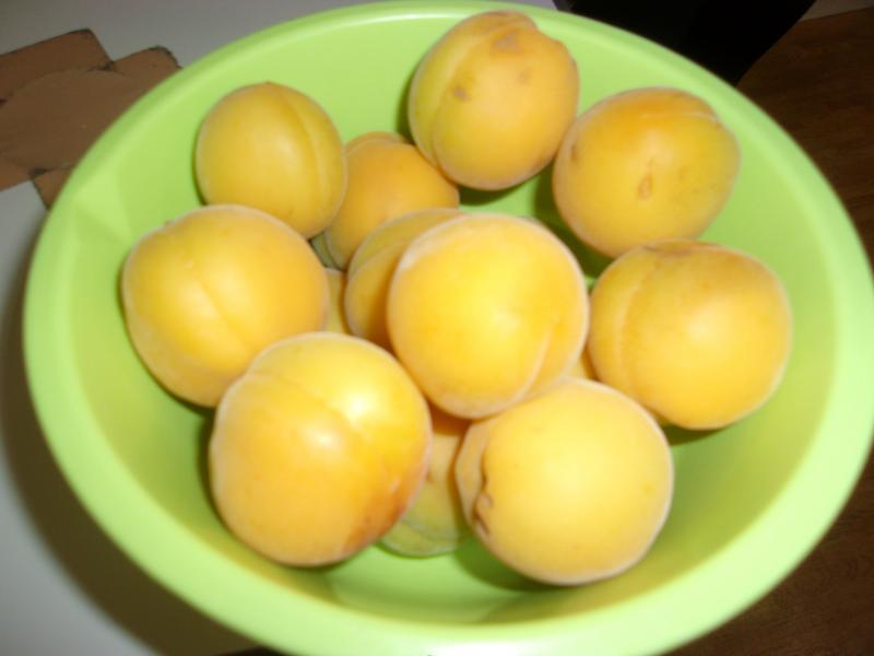 いこいの里若園【中庭】