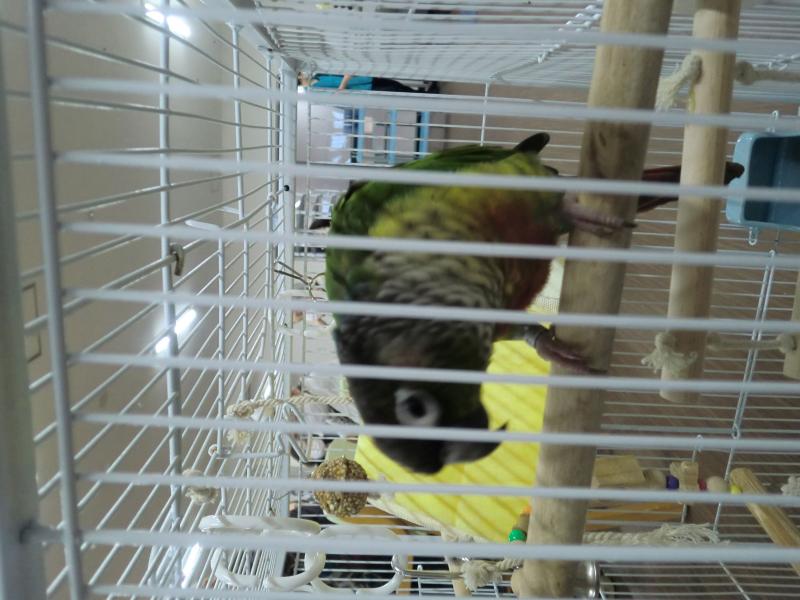 いこいの里古賀　【ジョイと言う名のウロコインコ】