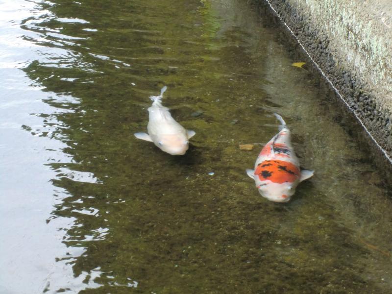 いこいの里古賀　【ドライブレク】